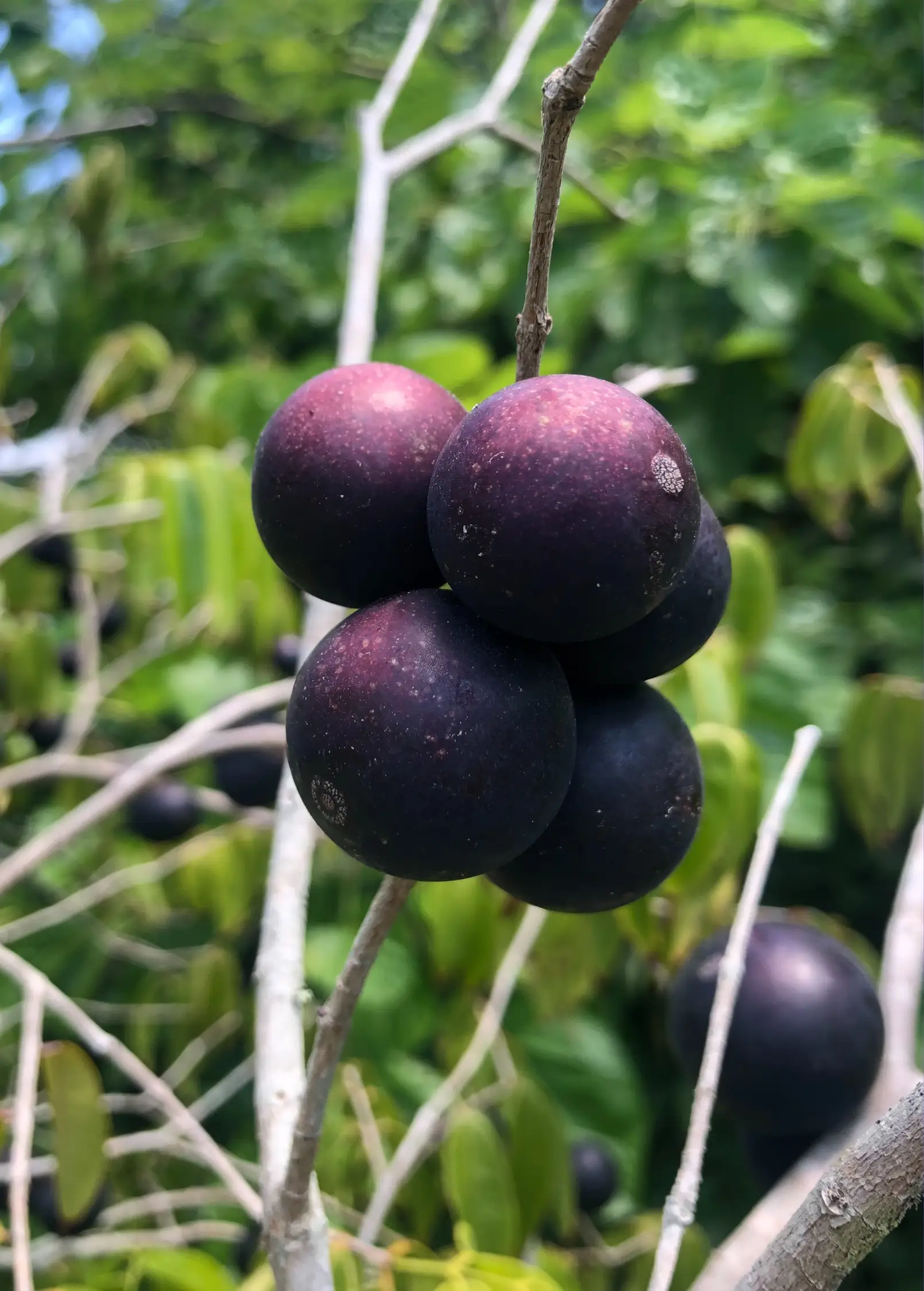 Blue Grape Tree Myrciaria vexator berries on twig, purple clusters Sow Exotic tropical tree on Tampa Home & Garden Store