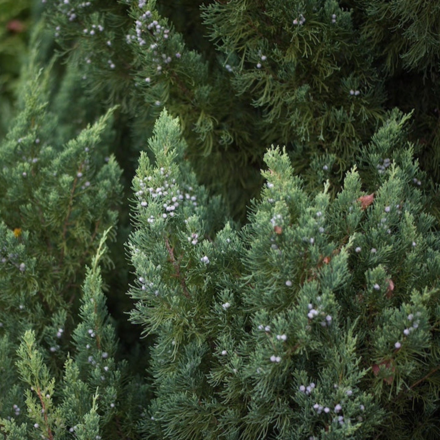 Blue Point Juniper Topiary plant with dense blue-green foliage and tiny pale berries on Tampa Home & Garden Store