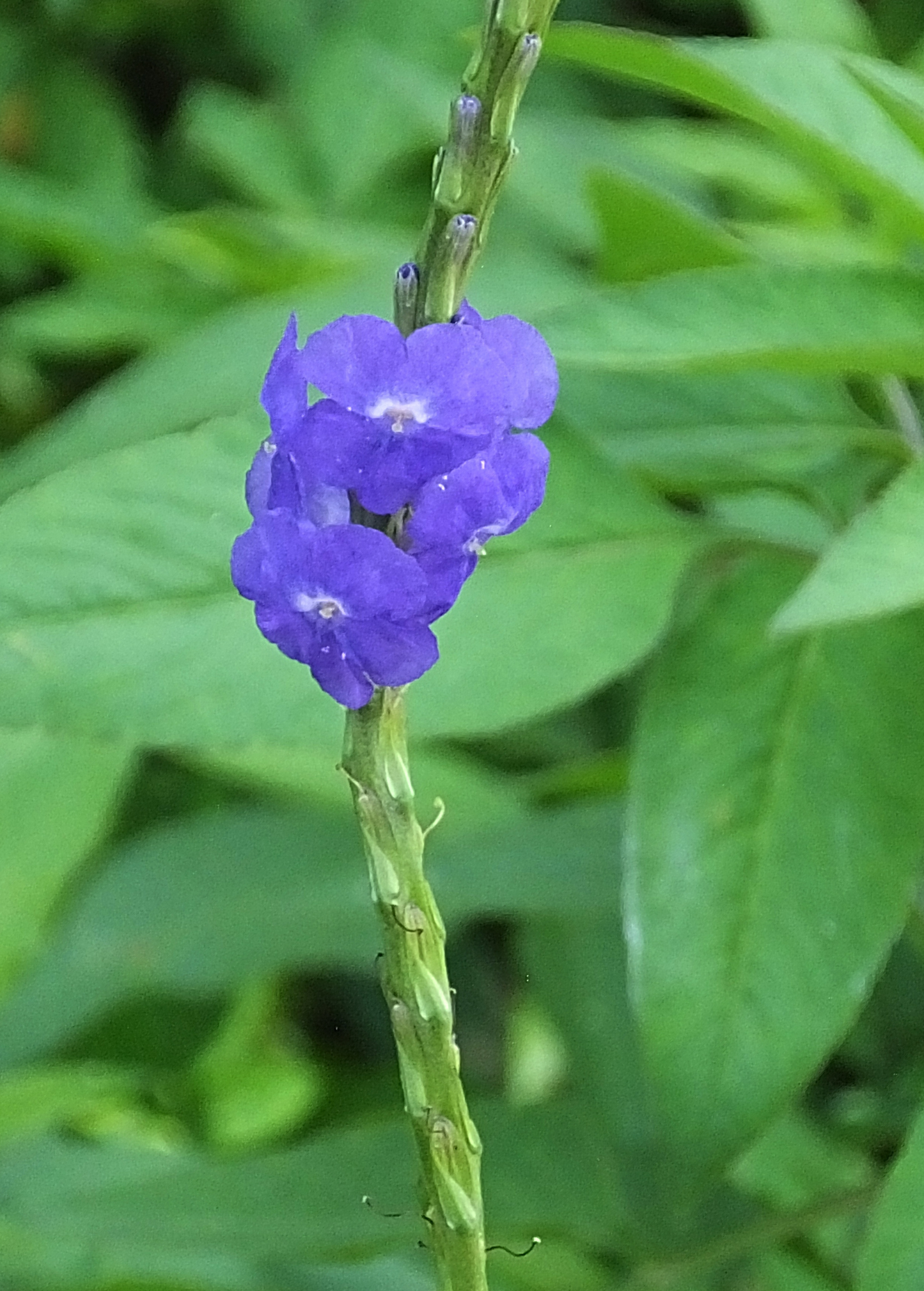 Blue Porterweed (Stachytarpheta jamaicensis) - Tampa Home & Garden Store