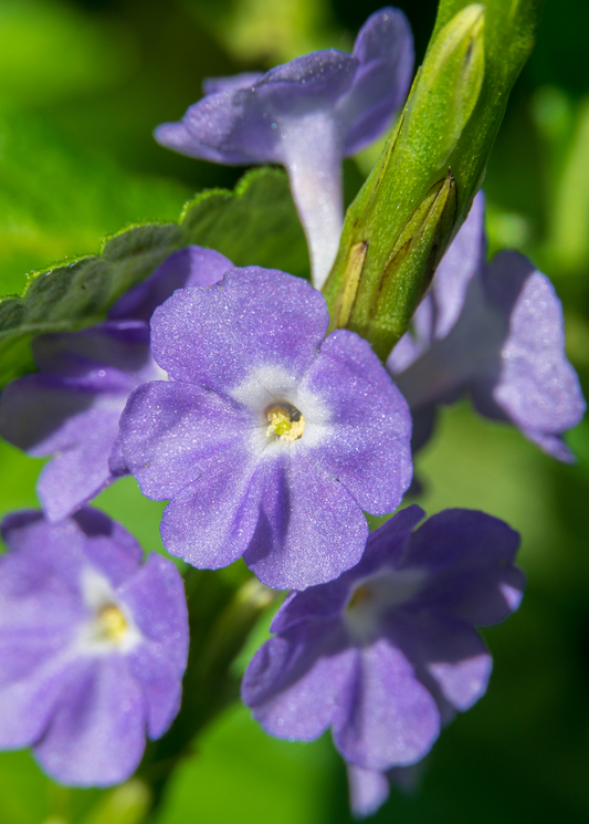Blue Porterweed (Stachytarpheta jamaicensis) - Tampa Home & Garden Store