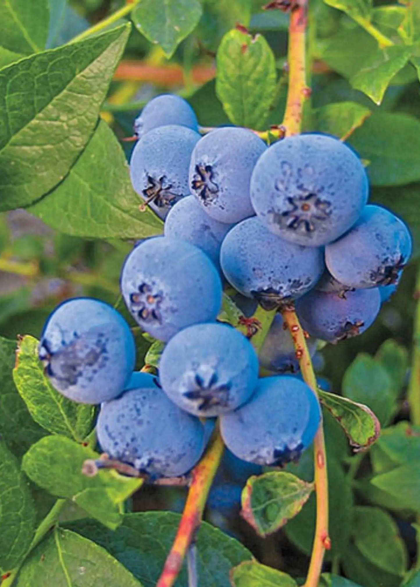 Biloxi blueberry fruiting plant with blue berries on a stem and green leaves Sow Exotic on Tampa Home & Garden Store