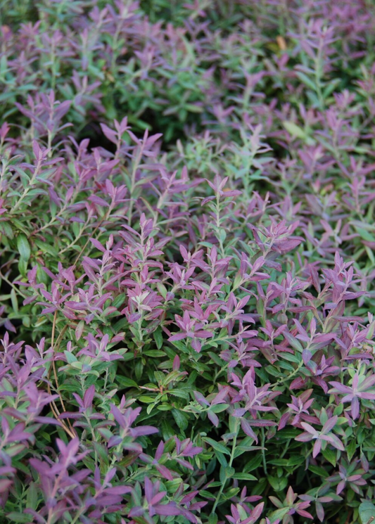 Blueberry Native Florida fruiting plant with purple foliage Vaccinium darrowii Sow Exotic on Tampa Home & Garden Store
