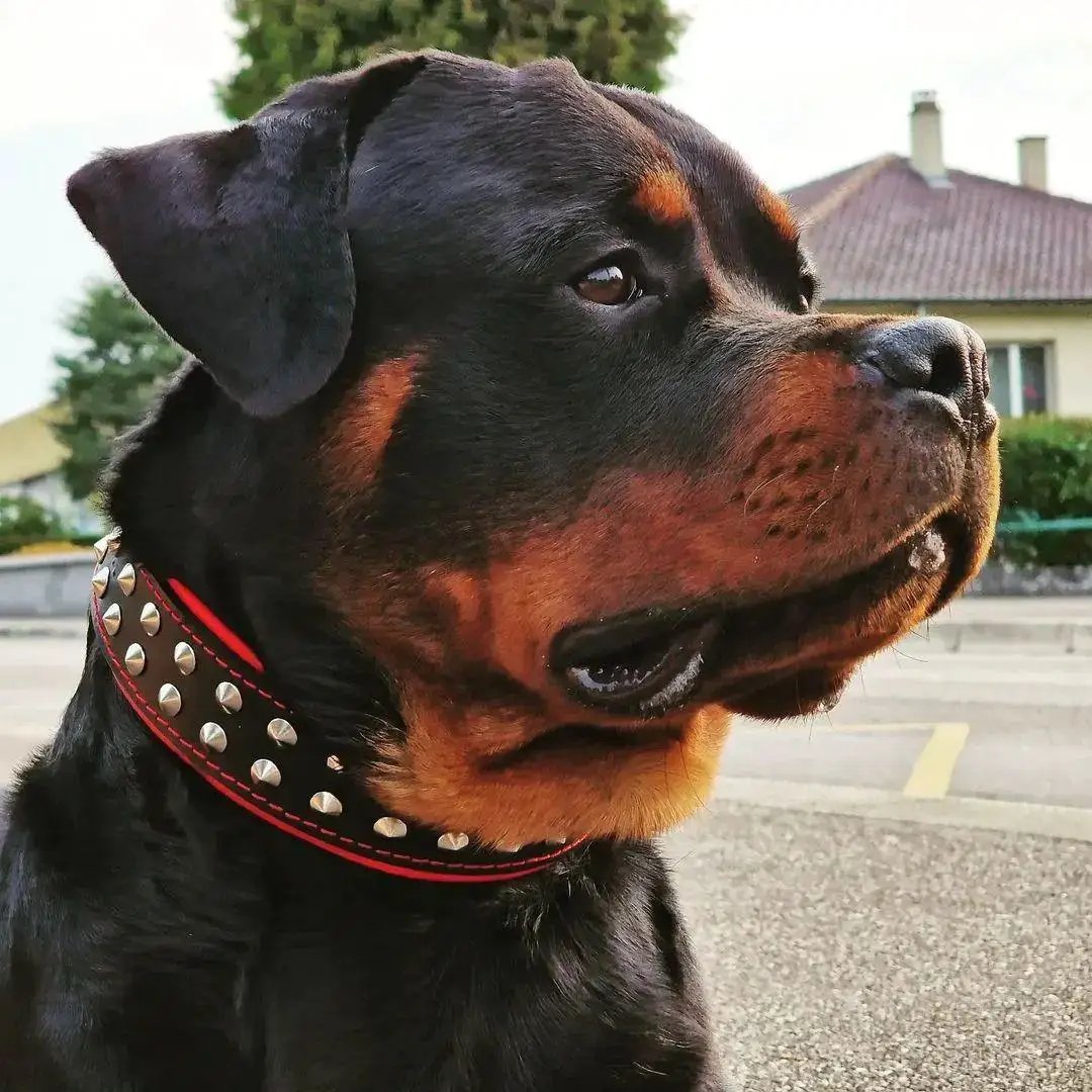 Boston Studded Dog Collar for small to medium dogs, red leather with studs, Bestia Dog Gear on Tampa Home & Garden Store