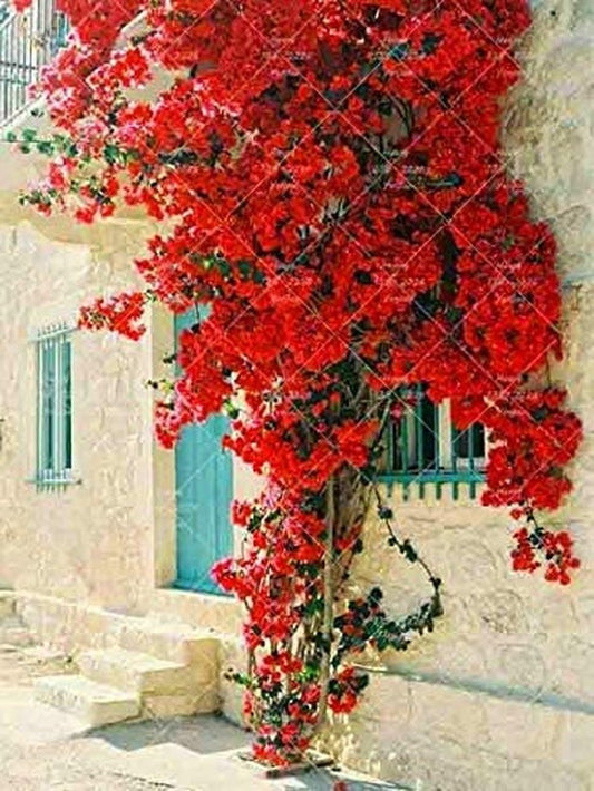 Bougainvillea Ornamental Red Flowers - 50 Seeds - Tampa Home & Garden Store