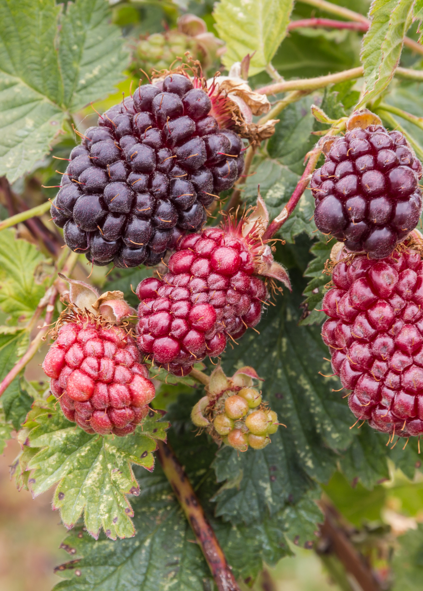 Boysenberry Plant (Rubus ursinus × idaeus × brambles hybrid)