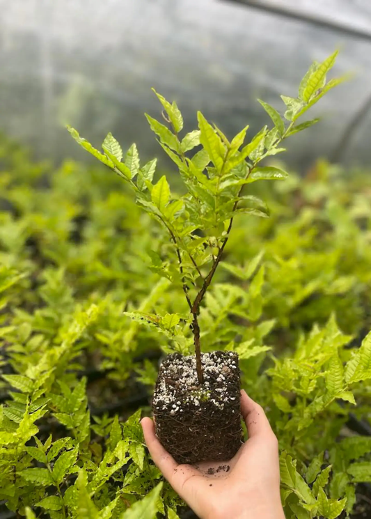 Rare Brazilian Guava Tree tropical fruit seedling in pot with bright green leaves on Tampa Home & Garden Store