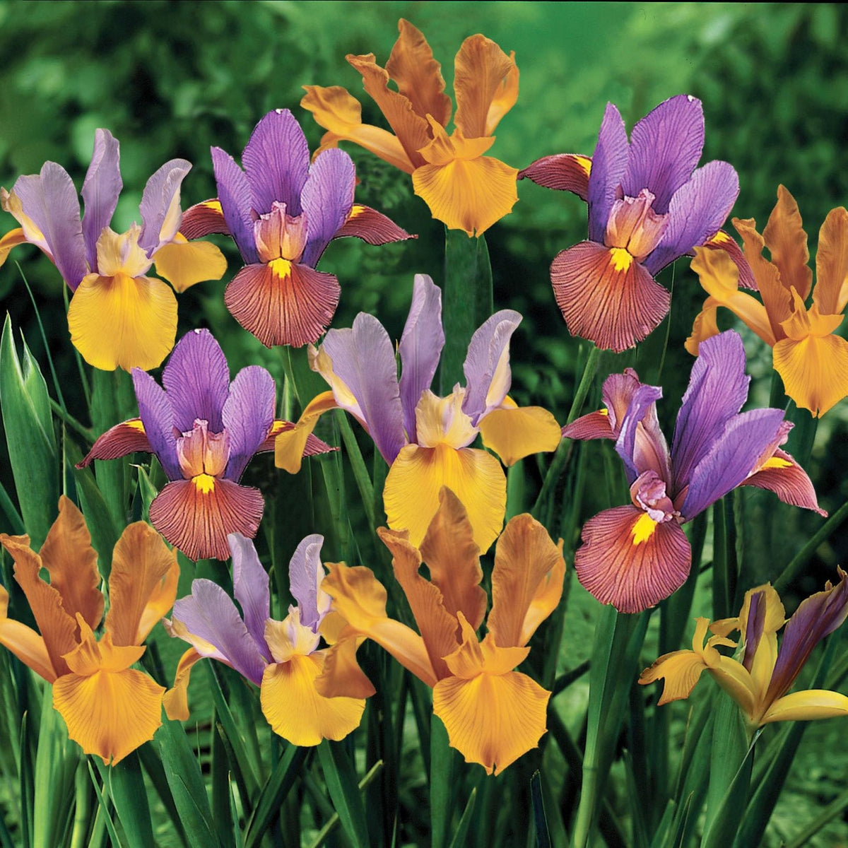 Bronze Dutch Iris Blend plant with vibrant purple and orange flowers in a garden on Tampa Home & Garden Store