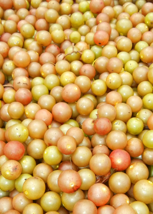 Carlos Muscadine grape plant close-up, green to bronze berries on Tampa Home & Garden Store