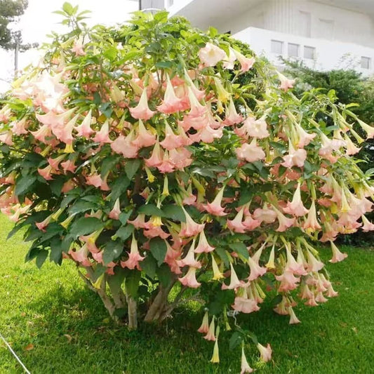 Brugmansia Pink Delight Angels Trumpet Moonflower - 10 Seeds - Flowering Accent Plant Landscape - Tampa Home & Garden Store