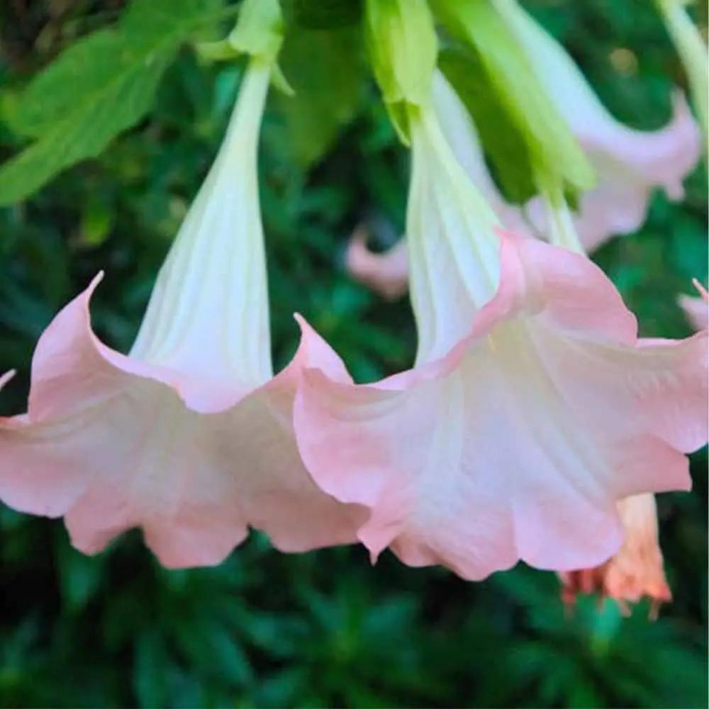 Brugmansia Pink Delight Angels Trumpet Moonflower seeds with pale pink hanging trumpet blooms on Tampa Home & Garden Store