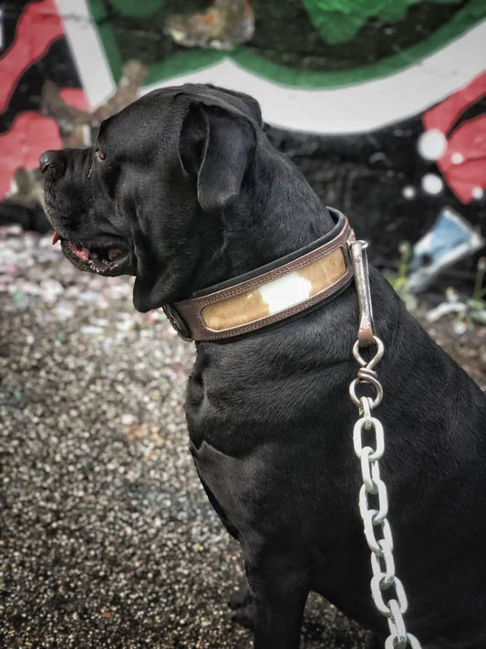 Buffalo leather dog collar 2.5in wide with tan inset, brown edges Bestia Dog Gear on Tampa Home & Garden Store