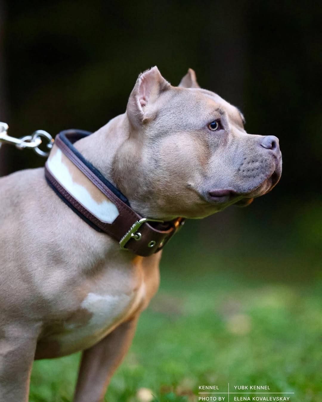 Buffalo Leather Dog Collar 2.5in Wide, brown leather with white padding on Tampa Home & Garden Store