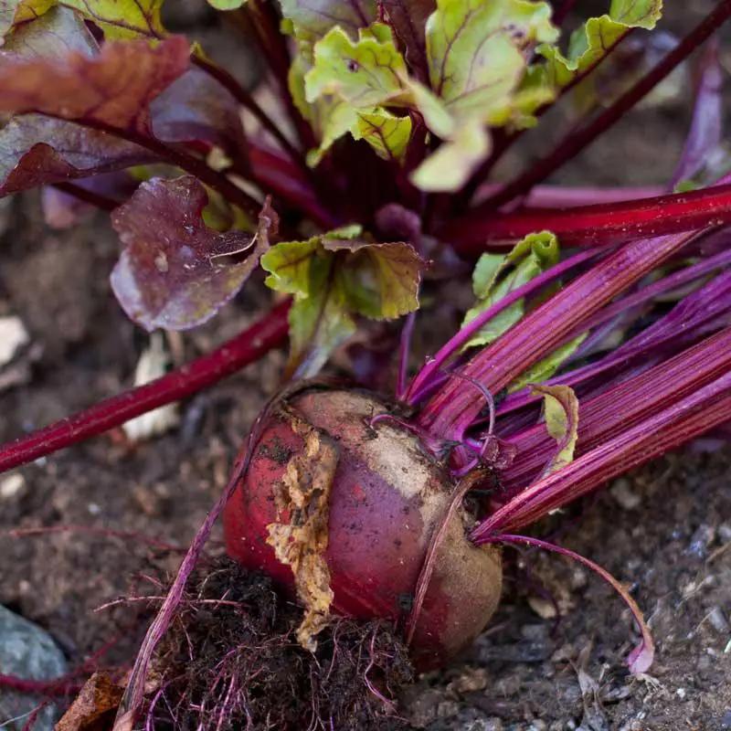 Bull's Blood beet root organic with vivid purple stalks and green leaves in soil on Tampa Home & Garden Store