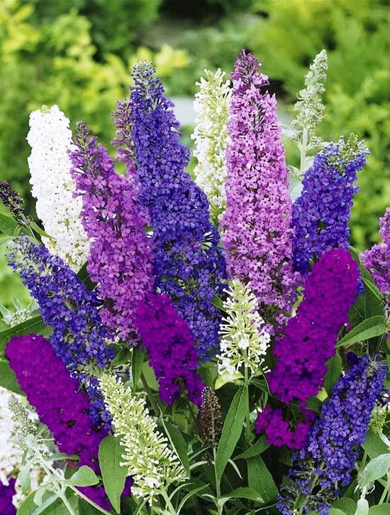 Butterfly Bush Giant Mix- Buddleia davidii - Perennial Flowers for Planting - GMO Free - Tampa Home & Garden Store