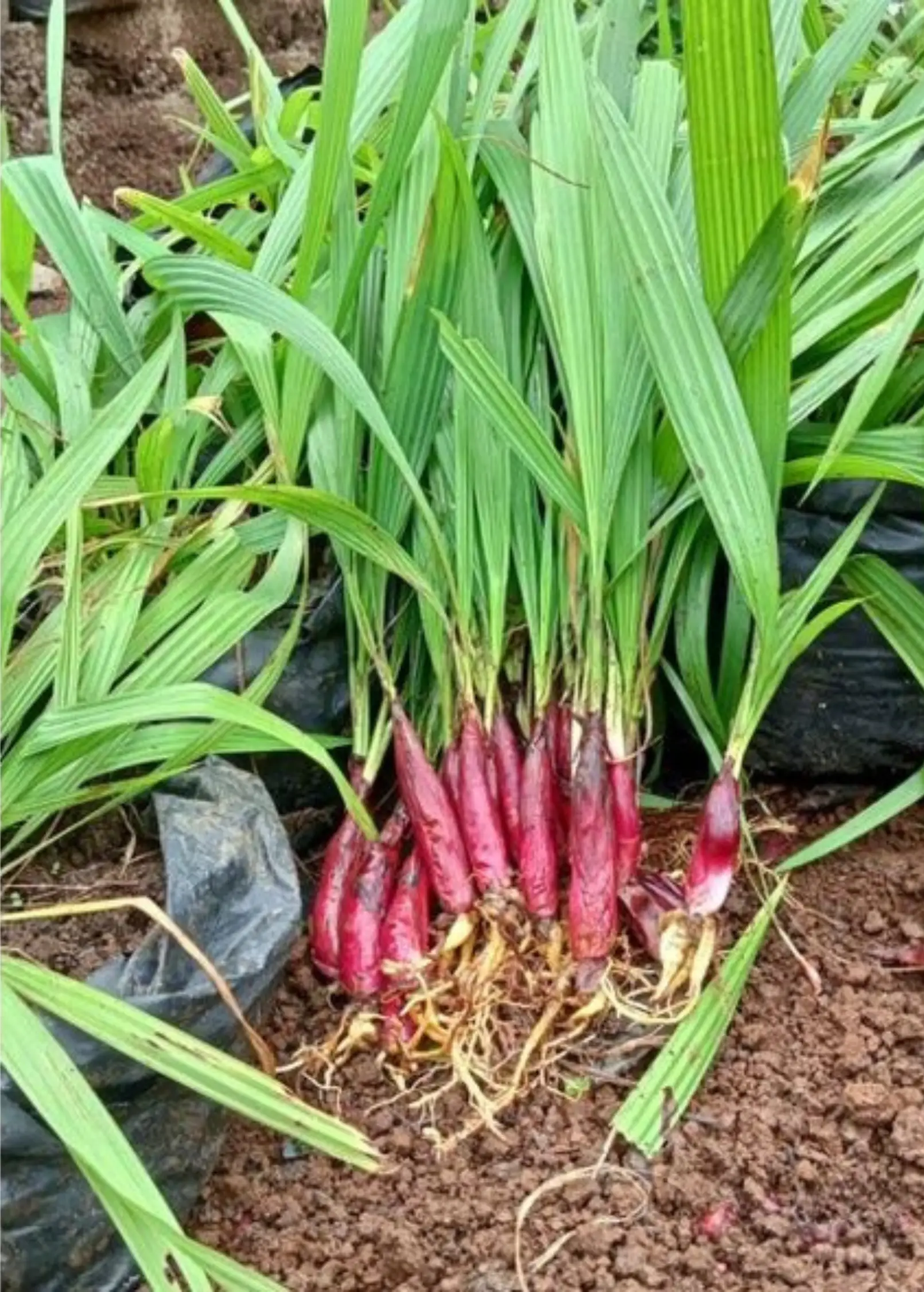 Bawang Dayak plants Eleutherine with red bulbs and long green leaves Sow Exotic on Tampa Home & Garden Store