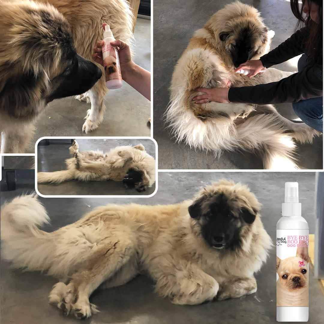 Bye Bye Boo Boo™ Dog Spray - Tampa Home & Garden Store