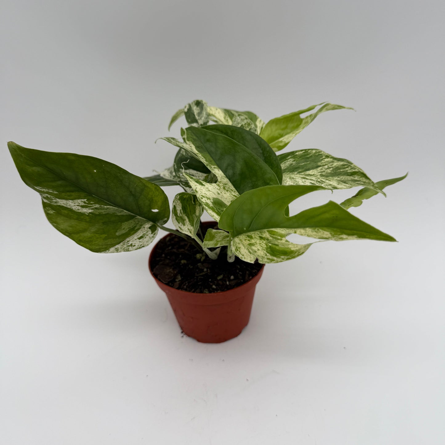 Epipremnum Pinnatum Marble Flame - Tampa Home & Garden Store