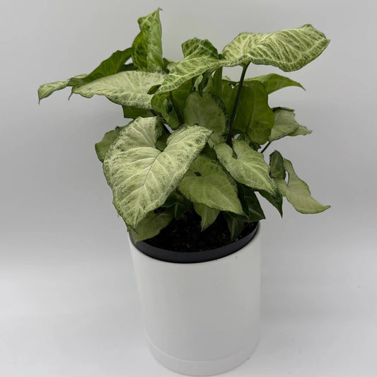Syngonium White Butterfly plant with variegated cream and green leaves in a pot on Tampa Home & Garden Store