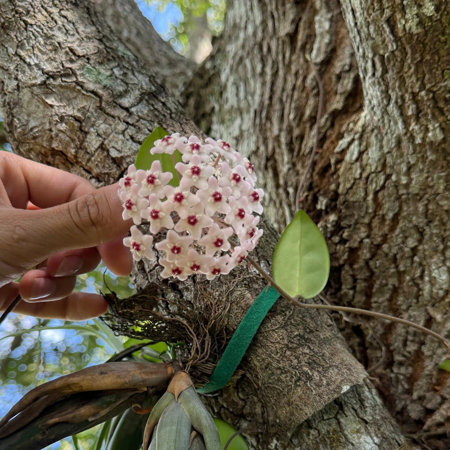 Hoya Krimson Princess - Tampa Home & Garden Store