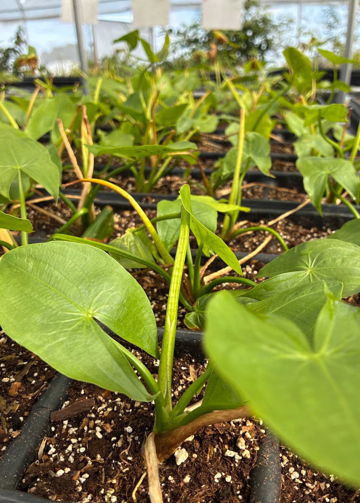Planta de patata de pato (Sagittaria latifolia)