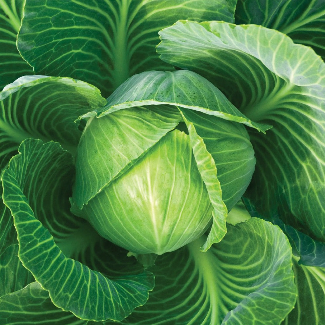 Danish Ball Head cabbage seeds, green compact head, Seedtime Store on Tampa Home & Garden Store