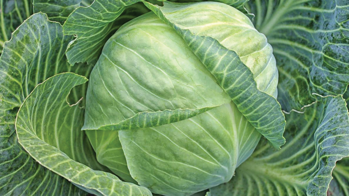 All Seasons Cabbage seeds green cabbage head with layered leaves on Tampa Home & Garden Store