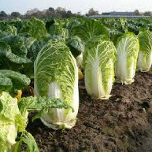 CABBAGE Seeds, Chinese Michihili - Tampa Home & Garden Store