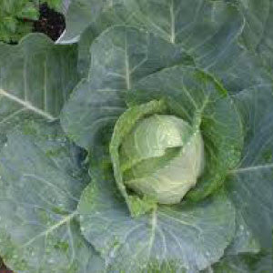 CABBAGE Seeds, Early Jersey Wakefield - Tampa Home & Garden Store