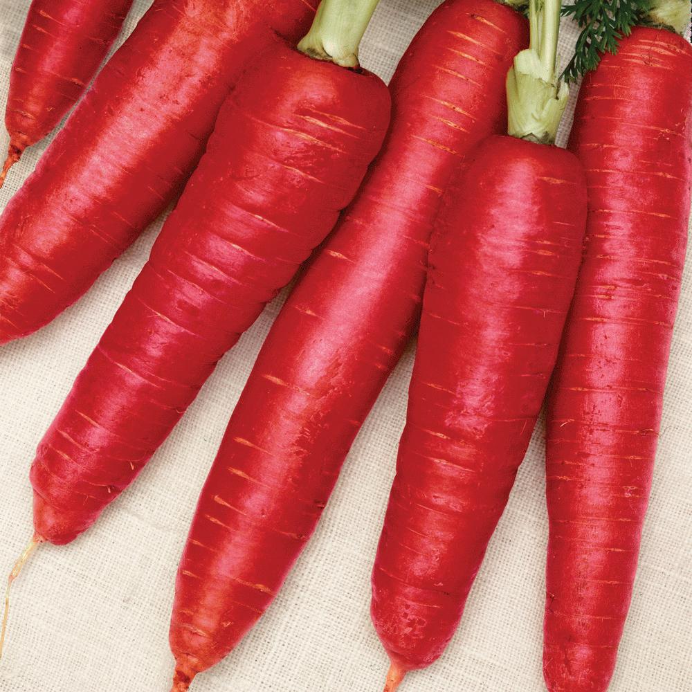 Atomic Red Carrot seeds by Seedtime Store, five red carrot roots on light fabric on Tampa Home & Garden Store