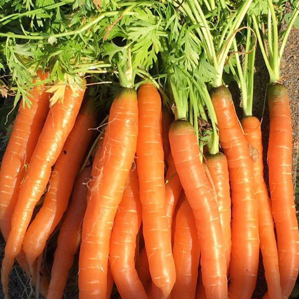 Tendersweet carrot bundle with bright orange roots and fresh green tops Seedtime Store on Tampa Home & Garden Store