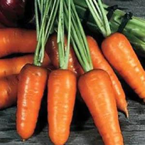 Chantenay carrot bunches, fresh orange roots with green tops on a wooden surface, heirloom bulk on Tampa Home & Garden Store