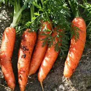 Danvers Half-Long carrot seeds, heirloom bulk, orange roots in soil (5) on Tampa Home & Garden Store