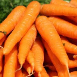 Little Finger carrot roots, slender orange harvest in a pile on Tampa Home & Garden Store