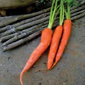 3 Tendersweet carrot roots, fresh orange with green tops, heirloom bulk harvest on Tampa Home & Garden Store