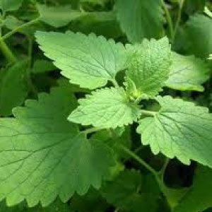 CATNIP Seeds - Tampa Home & Garden Store