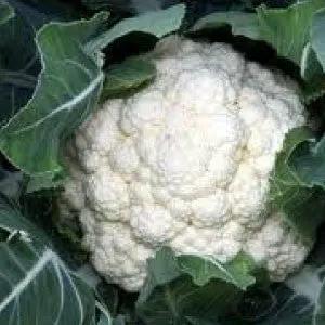 Snowball cauliflower head with green leaves, heirloom bulk seeds for home garden on Tampa Home & Garden Store