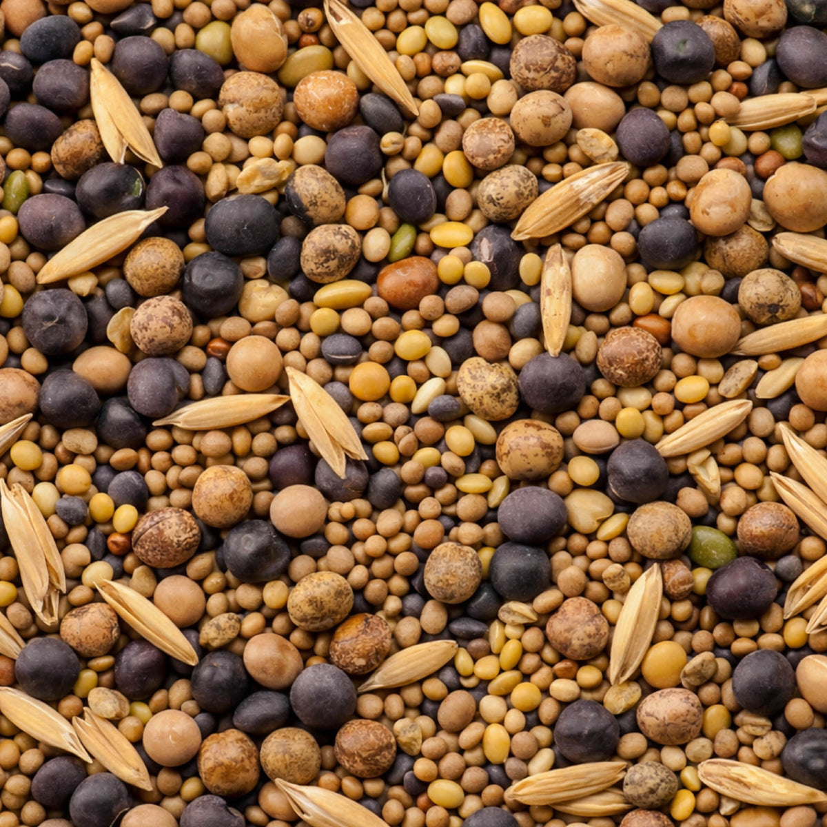 Pollinator Cover Crop Mix seeds, diverse seed blend of small brown, black and yellow seeds on Tampa Home & Garden Store