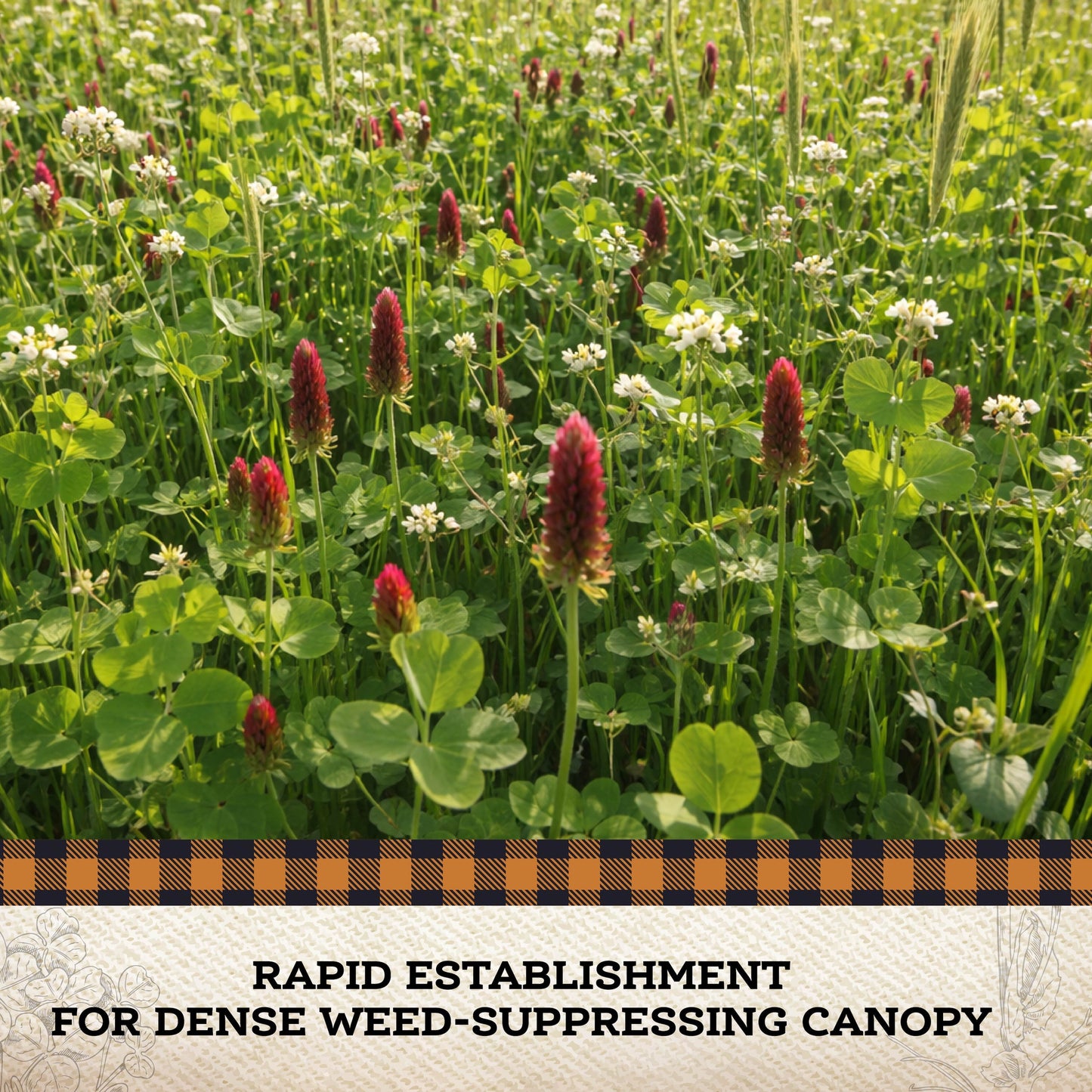 Weed Suppressor Cover Crop Mix by Tin Shed Seed Company in a field with white blooms and red spikes on Tampa Home & Garden Store