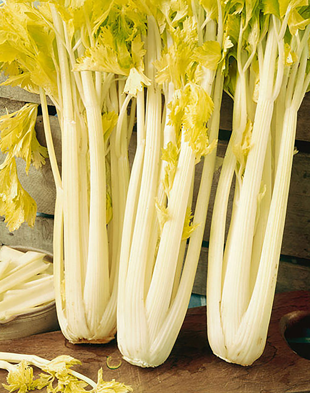 Golden Boy Celery stalks creamy white stems with pale yellow leaves Seedtime Store on Tampa Home & Garden Store