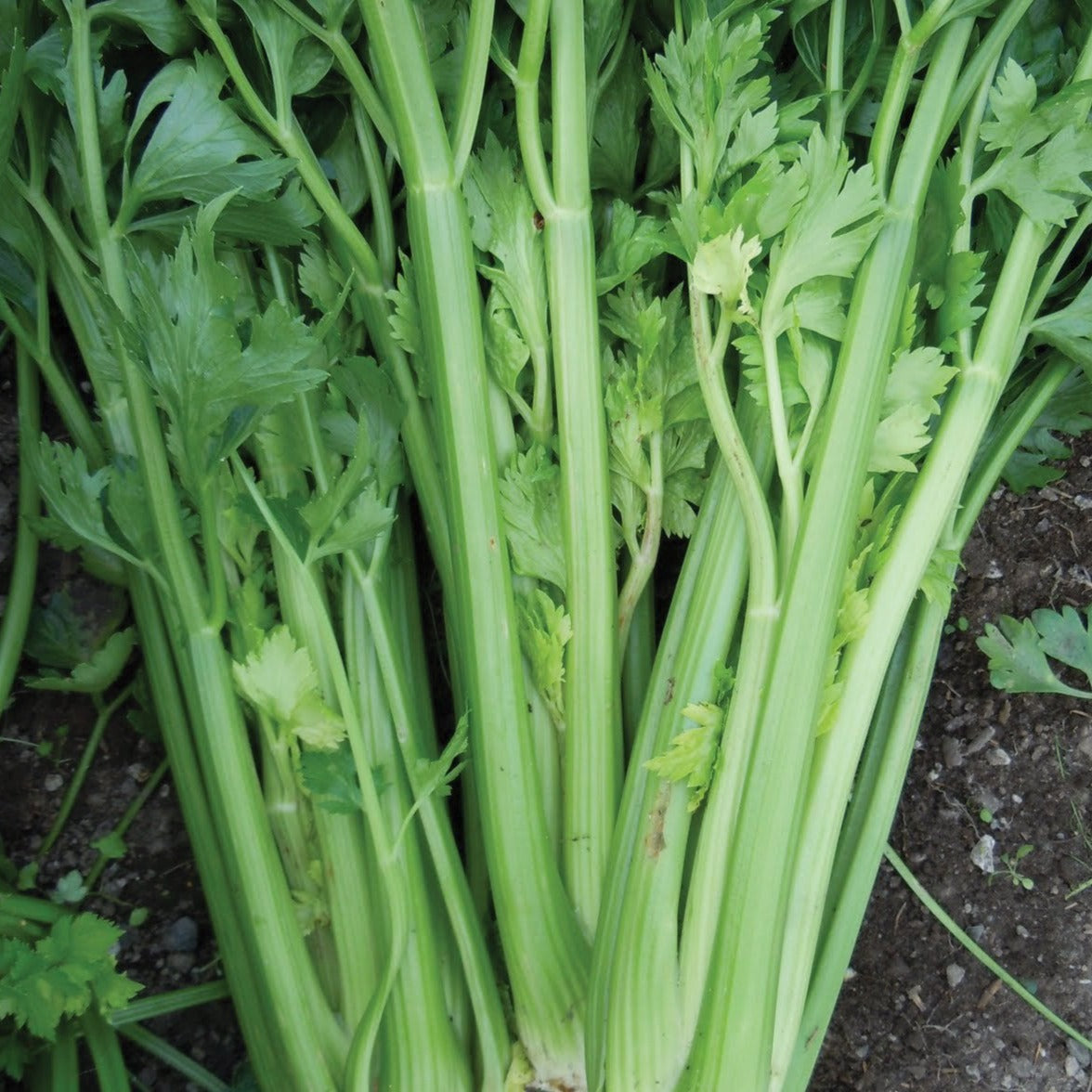 Utah Tall Celery stalks with bright green hollow stems and leafy tops on Tampa Home & Garden Store