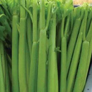 Tall Utah celery stalks bundle, vibrant green, crisp heirloom variety on Tampa Home & Garden Store