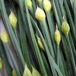 CHIVE Seeds, Garlic - Tampa Home & Garden Store