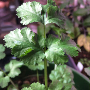 CILANTRO (Coriander) Seeds - Tampa Home & Garden Store