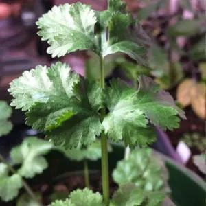 Cilantro herb plant with bright green serrated leaves on Tampa Home & Garden Store