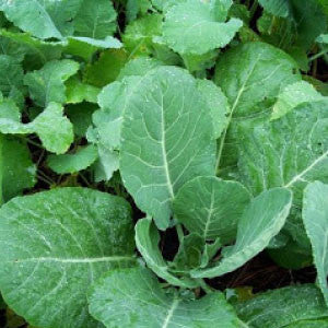 COLLARD GREEN Seeds, Georgia - Tampa Home & Garden Store