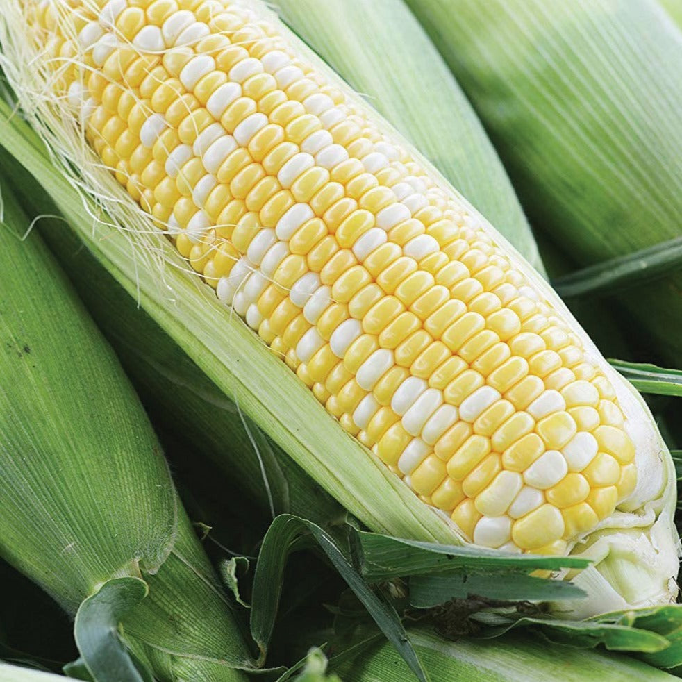 Ambrosia Sweet Corn seeds ear with yellow and white kernels Seedtime Store on Tampa Home & Garden Store