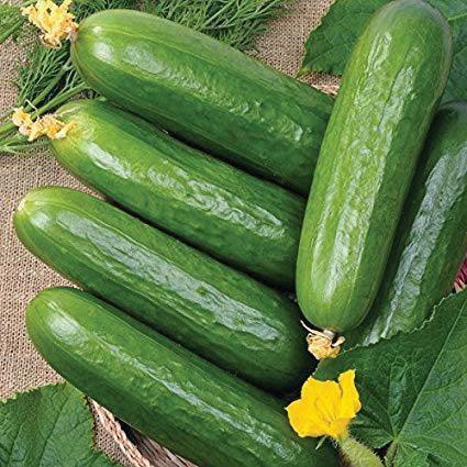 Ashley Cucumber cucumbers, green, glossy on burlap on Tampa Home & Garden Store