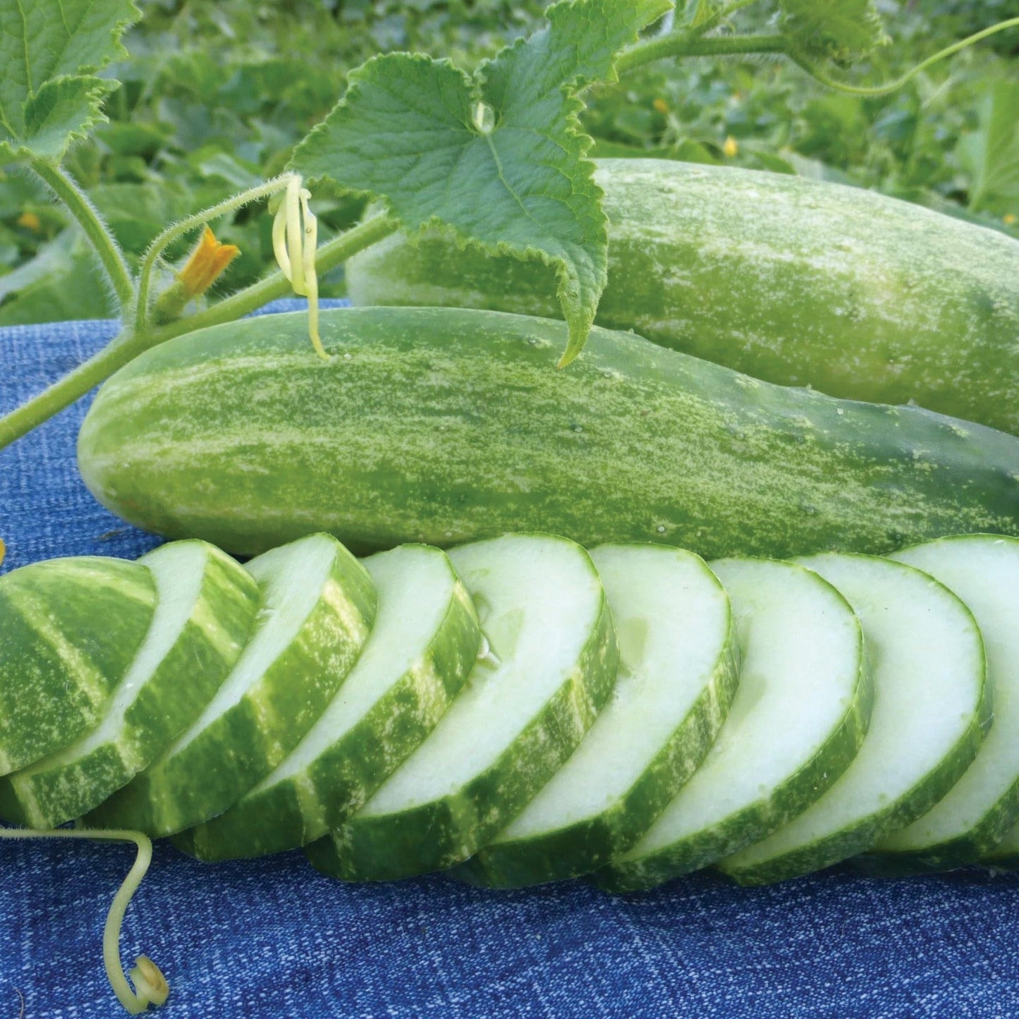 Straight 8 cucumber seeds: long green speckled cucumbers with sliced pieces on denim on Tampa Home & Garden Store