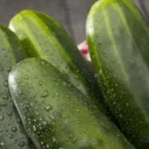 Straight Eight cucumber seeds, heirloom bulk variety, green cucumbers with water droplets on Tampa Home & Garden Store