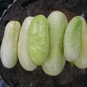 White Wonder heirloom cucumber fruits, pale white-green, 5 cucumbers on Tampa Home & Garden Store